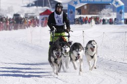 Lenk 2013